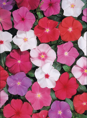 Vinca Rosea