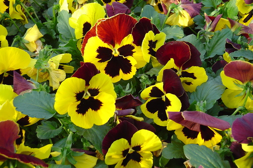 Viola wittrockiana