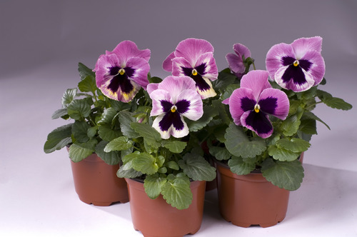Viola x wittrockiana - 5-7 cm Blooms, 10 cm Pot | Vibrant Colors, Hardy, Compact Growth
