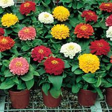 Zinnia F1 - 5-8cm Diameter, 20-30cm Height | Vibrant Colors, Pest Resistant, Long Blooming, Attracts Pollinators