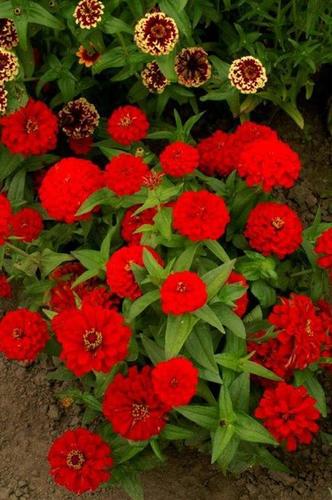 Zinnia F1. Zinnia F1