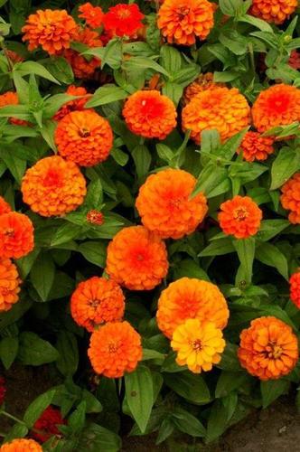 Zinnia F1