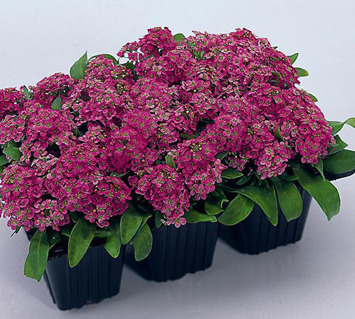 Alyssum Procumbens - Pink, 6 Inches, 100 Flower Seeds | Easy Growth, Drought Tolerant, Vibrant Blooms, Ground Cover