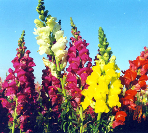 Antirrhinum Nanum