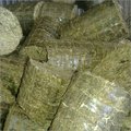 Bio Coal Briquettes