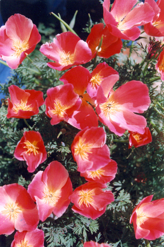 California Poppy