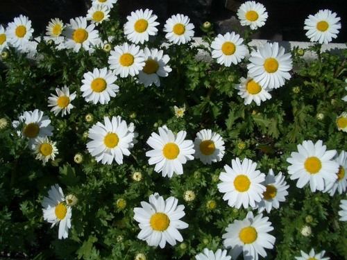 Chrysanthemum