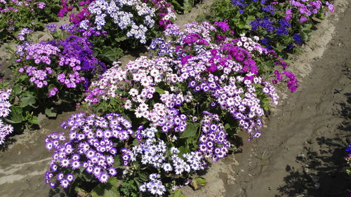 Cineraria