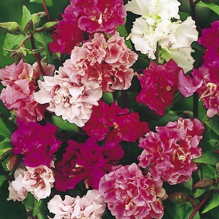 Clarkia Elegans