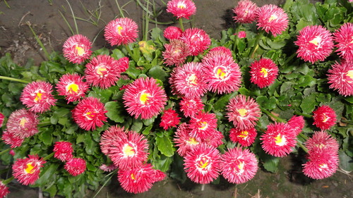 Daisy Bellis Perennis - Pink Blooms, 6-8 Inches Height, Zones 3-9 | Vibrant, Low Maintenance, Pollinator Attracting Ground Cover