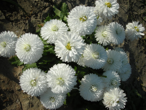 Daisy Bellis Perennis