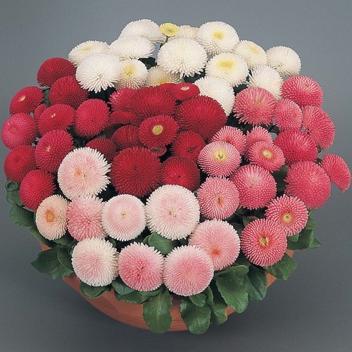 Daisy - ( Bellis Perennis )