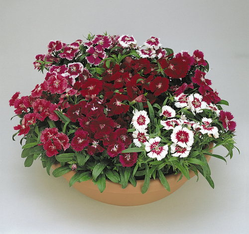 Dianthus F2