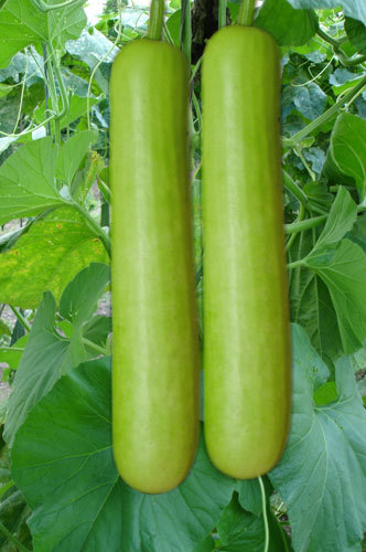Bottle Guard Seeds