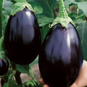 Hybrid Brinjal Seeds