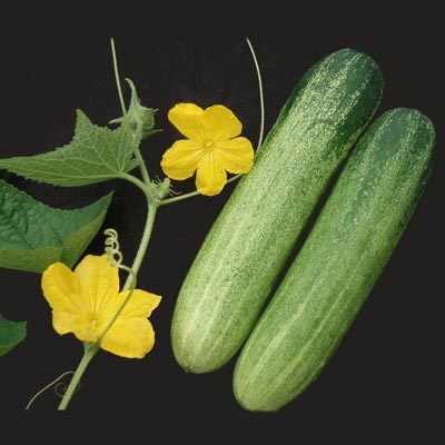 Cucumber Seeds