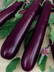 Brinjal (b)