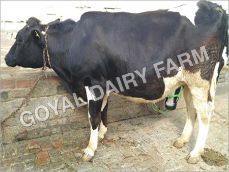 Black And White Hf Cow 