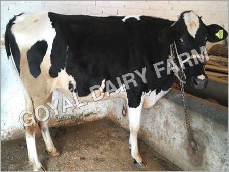 Black And White Hf Cows