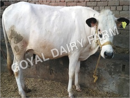 White Hf Cow Supplier