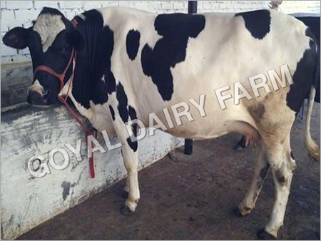 Black And White Hf Cow Suppliers