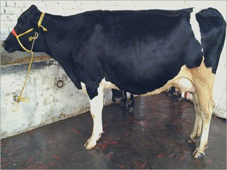 Black And White Hf Cow Supplier In Karnal