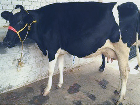 Black And White Hf Cow Supplier In Haryana