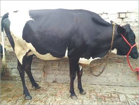 Black And White Hf Cow Supplier In Kaithal