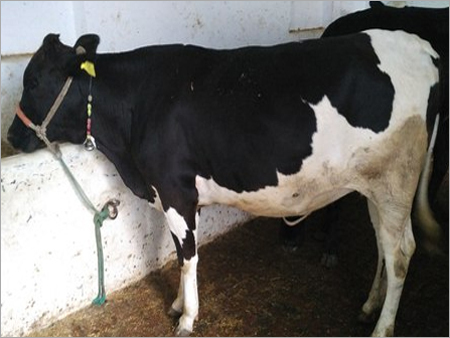 Black And White Hf Cow Supplier In India
