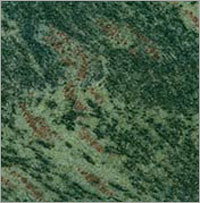Tropical Green Granite