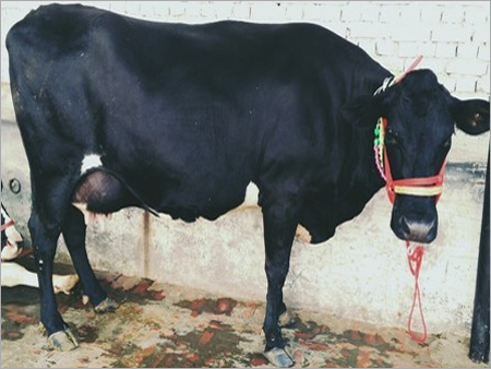 Black And  White Hf Cow In Haryana