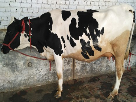 Black And  White Hf Cow In Haryana