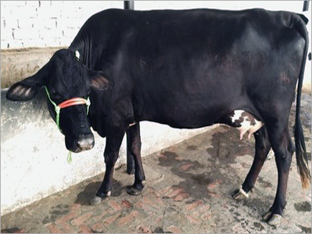 Black And Whirte Cross Breed Cow