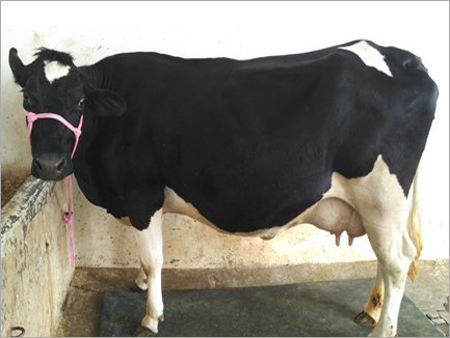 Milk Purpose Hf Cross Breed