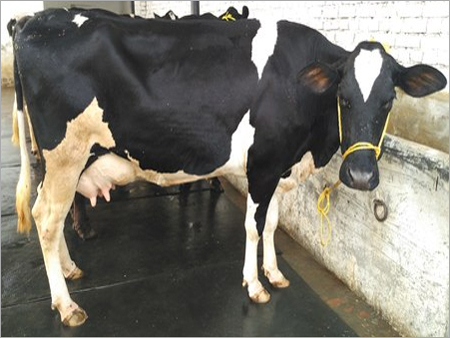 Cow Supplier - Holstein Friesian Breed, Black and White Color, Dual Gender | Ideal for Milk Production