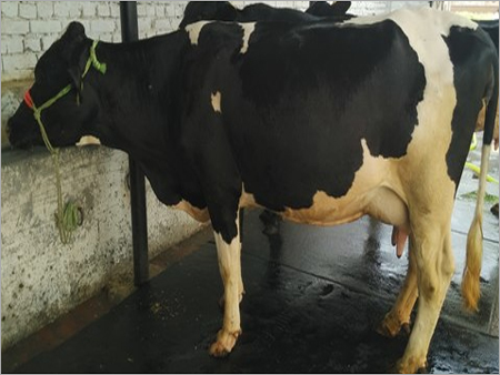 Hf Cow Supplier In Haryana