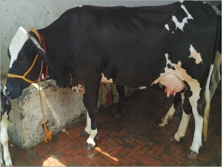 Black And White Hf Cow Trader