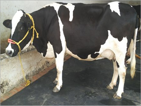 Black And White Hf Cow Trader In India