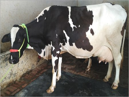 Black And White Best Quality Hf Cow