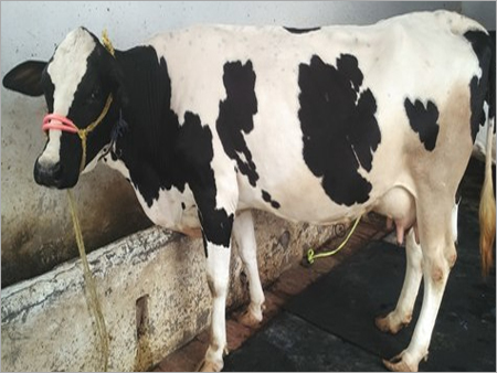 First Location HF Cow - Black and White Breed | Versatile for Milk Production, Suitable for Both Genders