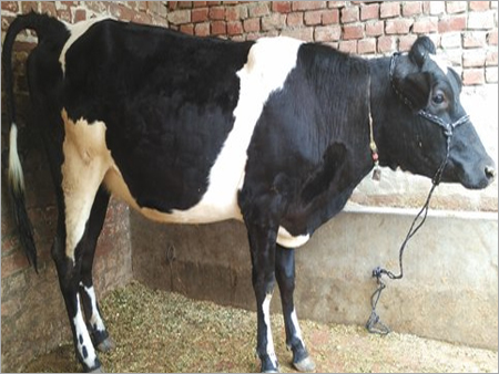 Hf Pregnant Cow Supplier