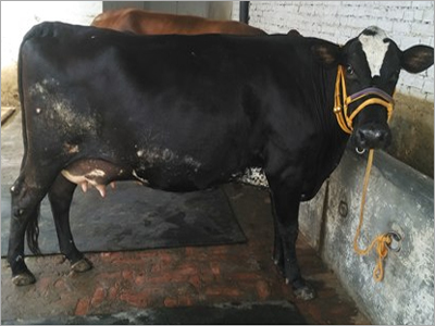 Hf Pregnant Cow Supplier In Karnal