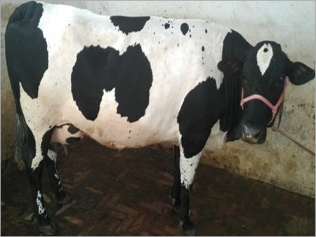 Black And White Hf Cow Dealer