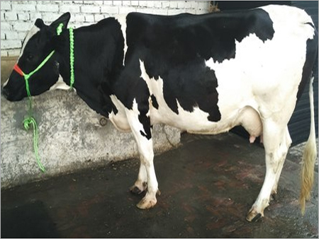 Black And White Hf Cow Dealer In Karnal