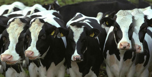 HF Cow Dealer - Black and White HF Breed, Both Genders for Commercial Milk Production