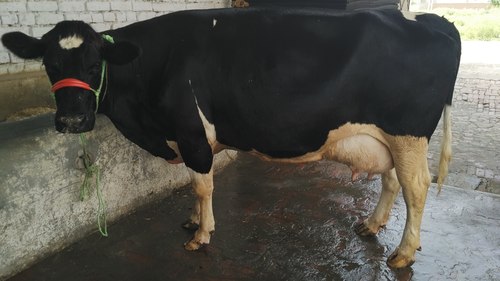 Black And White` Hf Cow Dealer In India
