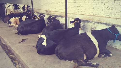 Black And White` Holstein Friesian