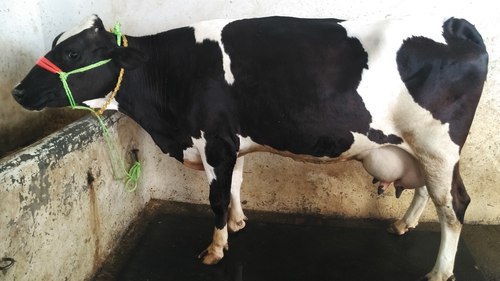 Black And White Holstein Friesian Cow