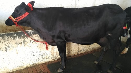 Holstein Friesian Cow Supplier - Black and White Dairy Breed, Milk Production Capable, Both Male and Female