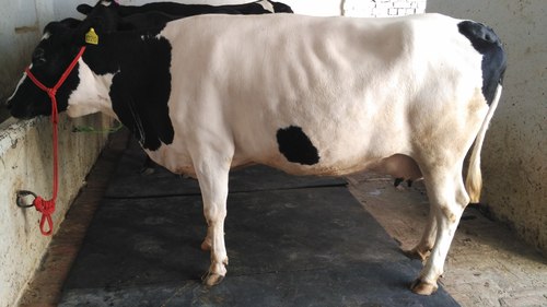 Black And White Hf Cow Supplier In Up